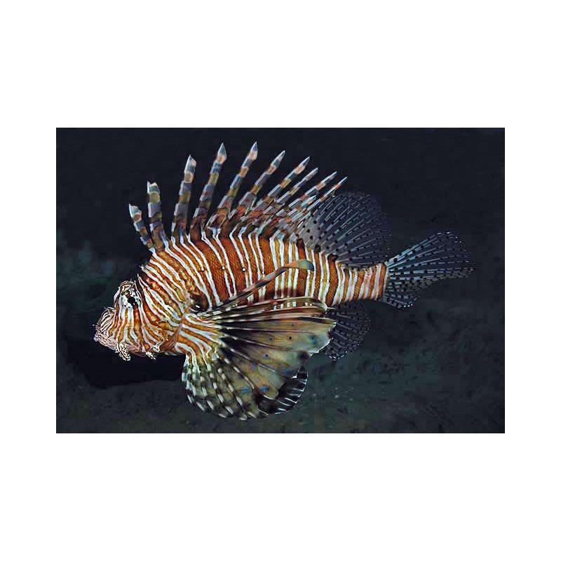 Pterois Volitans-(Lion fish)